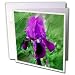 Flowers - Purple Iris - Greeting Cards-6 Greeting Cards with envelopes