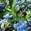 Blueberries "Jubilee" Two Gallon