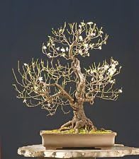 PRUNUS CERASIFERA MIRABOLANO (CHERRY PLUM) 15 SEEDS Bonsai