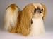 Pekingese, Standing - Lifelike Plush|One Size - 16 inches