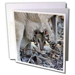 VWPics Northern - Small wallaby joey looking out from its mothers pouch - Greeting Cards-6 Greeting Cards with envelopes On Sale