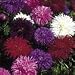 SUTTONS SEEDS: Aster Ostrich Plume Mix Seeds (350 seeds)