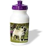 Dogs Pug - Fawn Pug - Water Bottles
