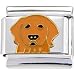 golden_retriever14golden retriever - Golden RETRIEVER DOG Italian Charm