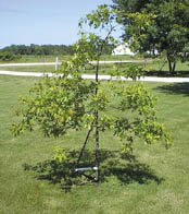 Tree Trainer For Small Trees