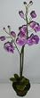 26" Royal Phaleonopsis Orchid (lavender)