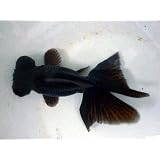 これは綺麗　蝶尾出目金　黒　2才　上物【こだわりの生体をお届けします　名生園】