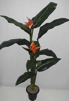 5' Bird of Paradise Tree