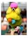 A Poodle Named Peter is Posed on its Owner's Hand During Competition at the World Dog Exhibition Animals Photographic Poster Print, 12x16