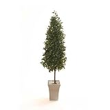 Review i-koncepts Ltd  / 6ft Bayleaf Pyramid with Natural Stem - Artificial Plant