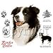 Border Collie Womens Scoop Neck T-Shirt