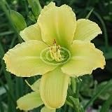 Daylily (Hemerocallis) Happy Returns {24 Pots - 3 1/2 in., $4.97 each plant}