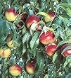 Le Grand Nectarine Tree Five Gallon