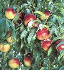 Le Grand Nectarine Tree Five Gallon