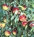 Le Grand Nectarine Tree Five Gallon