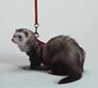 Marshall Ferret Harness & Lead Combo - Red Marshall Ferret Harness & Lead Combo - Red