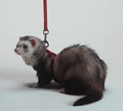 Marshall Ferret Harness & Lead Combo - Red