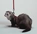 Marshall Ferret Harness & Lead Combo - Red