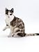 Domestic Cat, Chocolate-Tortoiseshell Looking up after Licking Paw Animals Photographic Poster Print by Jane Burton, 12x16