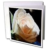 WhiteOak Photography Floral Prints - The Rose Ivory Rose with Water Drops - Greeting Cards-6 Greeting Cards with envelopes