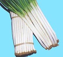 Bunching Onion, Ishikura Improved 200+ Seeds Fresh-Pack
