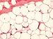 Fisher Science Education Histology Microscopic Slide: Mammal Adipose Tissue, Section, H and E Stain Fisher Science Education Histology Microscopic Slide: Mammal Adipose Tissue, Section, H and E Stain