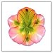 Day Lily Flower Floating Candles - Mini - Light Pink - (Each)