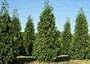 25 Thuja Green Giant Arborvitae 8-14" tall trees