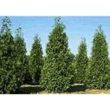 10 Thuja Green Giant Arborvitae 8-12" tall trees
