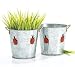 Ladybug Tin Pail/Bucket with Ladybug Accents Plant Container,Party Decor