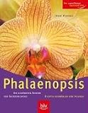 Phalaenopsis: Die schönsten Sorten - Richtig auswählen und pflegen