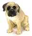 Mastiff