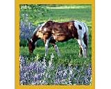 Blue Bonnets & Painted Horse