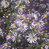 Sky Blue Aster (Aster azureus) - Jumbo Wildflower Seed Packet