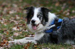 brilliant k9 harness