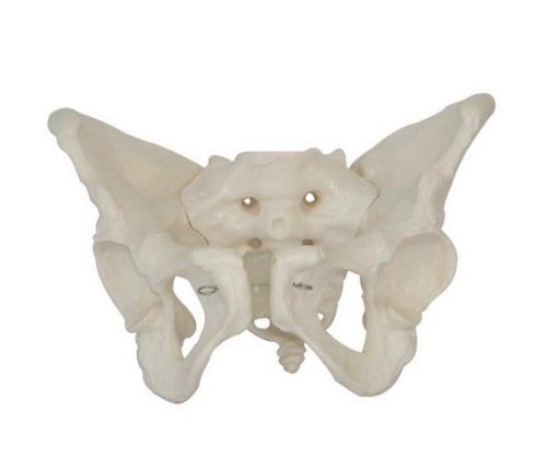 Doc.Royal Human 1:1 Size Adult Female Pelvis Joint Simulation Model Medical Anatomy Type:DR-XF-116
