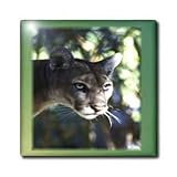 Florida Green Eyed Panther - 8 Inch Ceramic Tile