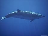 A Beaked Whale Swimming in the Clear Waters of the Hawaiian Islands Photographic Poster Print by Bill Curtsinger, 40x30