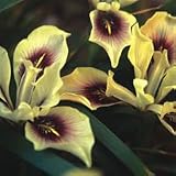 Iris species mixed Seeds x 1 Packet FREEPOST UK
