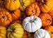 REAL Pumpkin Wash