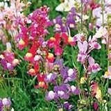 Linaria maroccana (Snapdragon) - Bulk Wildflower Seeds