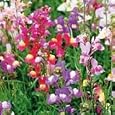Linaria maroccana (Snapdragon) - Bulk Wildflower Seeds