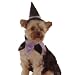 Dog Witch Costume 2 Piece Hat & Collar Set Small 5-15 Pounds