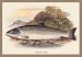 12 X 18 Stretched Canvas Poster Galaway Sea Trout