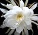 2 Epiphyllum Orchid Cactus Night Blooming Cereus Cutting