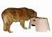 Our Pets Healthy Pet Diner, Off-White, 12-Inch