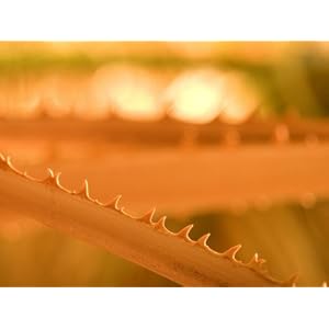 Thorns on the Stem of California Fan Palm Leaves Washingtonia Filifera Photographic Poster Print by Phil Schermeister 36x48