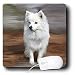Dogs American Eskimo - American Eskimo Toy Dog - Mouse Pads