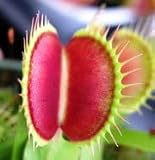 10 CARNIVOROUS VENUS FLY TRAP Dionaea Muscipula Flower Seeds