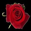 50 Long Stem (24 Inch) Red Fresh Roses. ONLY BY SPRING IN THE AIR